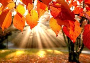 دعوت برای مهمانى پاييزه انجمن همياران در سال 97